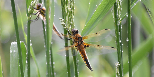 Sparkling Dragonflies and Shimmering Raindrops