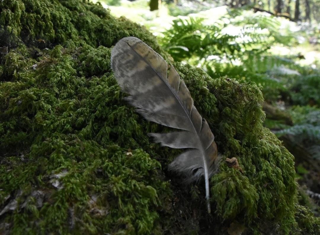 The Quiet Magic of Ancient Woodlands
