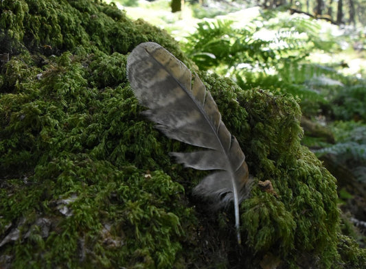 The Quiet Magic of Ancient Woodlands